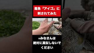 毒魚「アイゴ」に刺されるとこうなる