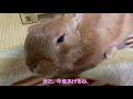 うさぎがオヤツを独り占めしようと必死です！そもそも一人なのですが・・・　 no.561