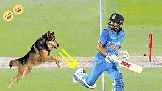 #10 craziest animal attacks in Cricket | dog attacks | Cricket videos | funny videos for kids |