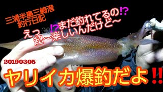 ヤリイカ爆釣だよ‼えっ👀⁉まだ釣れてるの⁉超～楽しいんだけど～三浦半島三崎港釣行日記