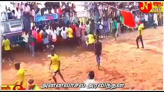 Annavasal jallikattu...Aravithan performance