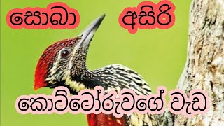 කොට්ටෝරුවගේ වැඩ | යටගියාව