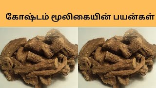 கோஷ்டம் மூலிகை பயன்கள்-Health Benefits of Koshtam