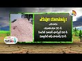 రబీ నువ్వు సాగు మెళకువలు rabi sesamum cultivation matti manishi 10tv