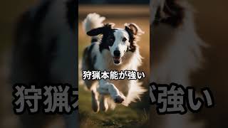 【最も飼いづらい】犬種５選