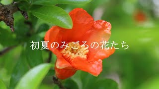 【夢の島熱帯植物館】初夏のみごろの花たち 1