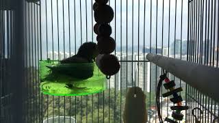 太平洋鸚鵡洗澡Pacific Parrotlet takes a bath