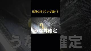 近所の川で天然ウナギを狙う！タモ網だけで夜の川に突撃した結果・・・ #釣り #ウナギ #fishing #うなぎ釣り #ウナギ取り#うなぎ #ウナギ