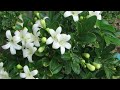 Cây nguyệt quế có hoa trắng hương thơm bát ngát | Vườn Nhà Đẹp Official