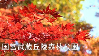 国営武蔵丘陵森林公園の紅葉 Autumn Leaves Of The Musashi Kyuryo National Government Park : 埼玉県比企郡滑川町山田 : 4K