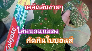 เคล็ดลับง่ายๆ!!หลอดเดียวเอาอยู่ไล่หนอนแมลงกัดกินใบบอนสี