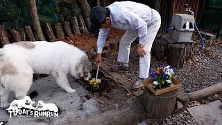 初めての春の花壇に興味津々のベルです　Great Pyrenees　グレートピレニーズ