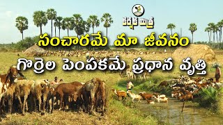 గొర్రెల పెంపకంలో విస్తృత పద్ధతి || Sheep Grazing Management || Karshaka Mitra