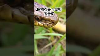 (비화!)지금까지 이런 뱀은 없었다!? #snake #대박 #뱀조심 #독사 #살모사 #칠점사 #화사 #구렁이 #땅꾼 #심마니 #산삼산행 #백두대간 #치유 #2024 #감사 #사랑