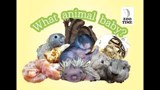 ★【動物の赤ちゃん14連発】What animal baby? クイズに挑戦してみて!! @ZOOTIMEch