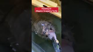 Feeding An Alligator Snapping Turtle vs Common Snapping Turtle!!! 😱 #shorts #turtle