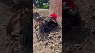 rooster doodle sunbathing