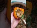 Vegan stuffed Bell Peppers #shorts #ytshorts #plantbaseddinner #veganrecipe