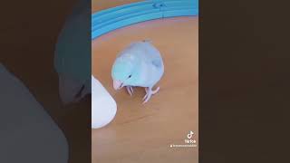 【マメルリハ】今日も踊るラリマーちゃん #マメルリハインコ #インコ #癒し #可愛い #くねくねダンス#ダンス #parrotlet #マイケルジャクソン