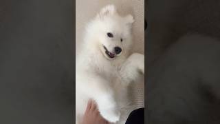 【サモエド】パパとじゃれる2ヶ月のベイビー白モフ🍼🐻‍❄️ #サモエド #samoyed #dog