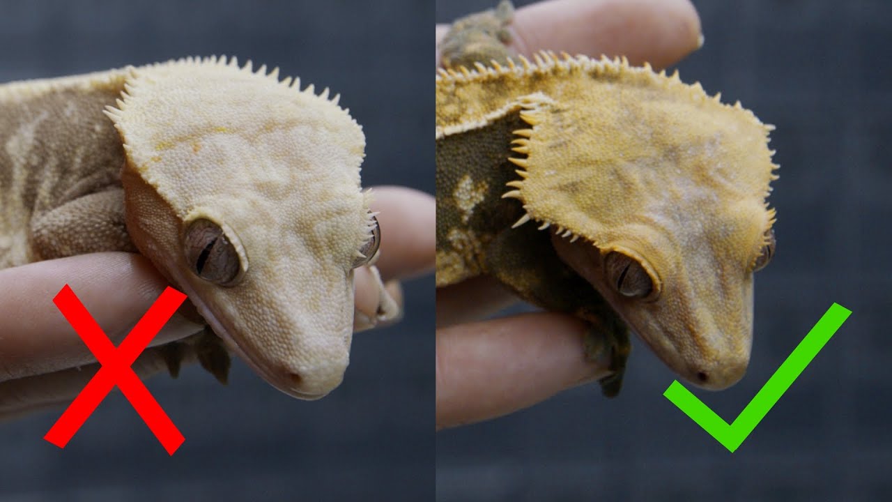 Crested Gecko Head Structure 101 - YouTube