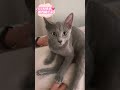 パパ大好き猫とわちゃん💗 ロシアンブルー russianblue 子猫