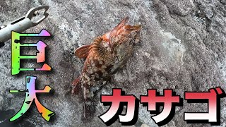 [三ツ石]ぶっこみ釣りで26cmの巨大カサゴが釣れた！