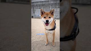 【柴犬】ドッグランに行ってもランしない愛犬も可愛い#shibainu#shorts #かわいい