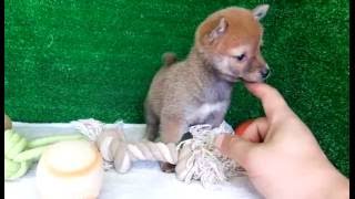 豆柴子犬4/19女の子♀1　摂州宝山荘　mameshiba dog Puppy （minishiba）