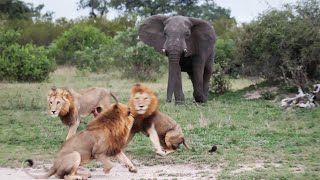 🐘 BULL vs LIONS 🦁- and large PYTHON sighting interrupted by WILD DOGS