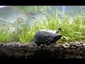 3 Striped Mud Turtle Update 4K