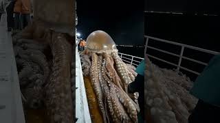 Have you ever seen jellyfish this big?🦑#GiantSeaCreatures #oceanmystery #fishingdiscoveries#seafood