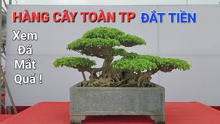 CHIÊM NGƯỠNG MÃN NHÃN với hàng cây Bonsai TẦM TRUNG ĐẲNG CẤP & ĐẮT TIỀN tại TL Thanh Hóa .