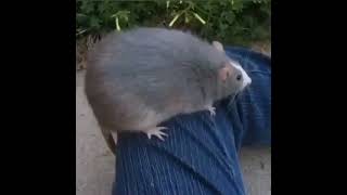 fat rat