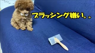 【ブラッシング怖い・・】ブラシと戦うトイプードルの子犬「トイプードルのコロン」