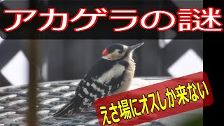 アカゲラの観察　オスとメスで食へのこだわりが違った