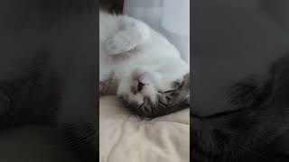 みみくんのお昼寝 #cat #猫 #ねこ動画