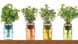 9 Herbs That Regrow in Water – No Soil Needed!