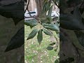 holm oak leaves march 2023