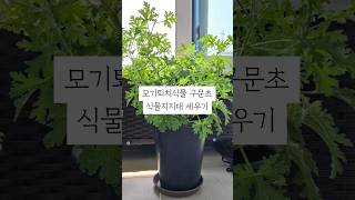 모기퇴치식물 구문초키우기 식물지지대 세우기 rose geranium mosquito repellent plants indoor