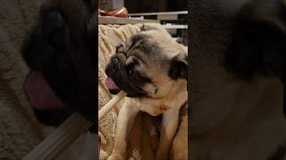 びびちゃん 食後の歯磨き #dog #犬 #pug #パグ #握りこぶし #歯磨き