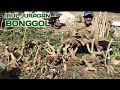 IRUL PANEN BONGGOL JUAL MURAH #bonsai #sancang #bonsaisancang