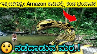 ಇತ್ತೀಚೆಗಷ್ಟೇ Amazon ಕಾಡಿನಲ್ಲಿ ಕಂಡ ಭಯಾನಕ , ನಡೆದಾಡುವ ಮರ ಮತ್ತು..| Unexplained Mysteries of Amazon