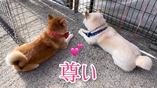 毎日そこら中に柴犬落ちてて尊いw