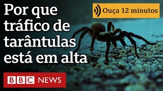 Por que tráfico de tarântulas está em alta