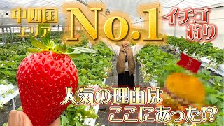 中四国No.1のイチゴ狩り施設の〇〇が凄すぎた😲＃岡山グルメ ＃イチゴ狩り#岡山観光