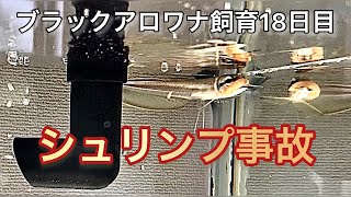 ブラックアロワナ飼育18日目 シュリンプ事故発生