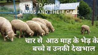 चार से आठ माह के भेड़ के बच्चे व उनकी देखभाल । FOUR TO EIGHT  MONTH  LAMBS AND THEIR CARE .