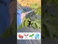 Обрезка плетей 🌱✂️🍉