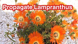 #21 Propagate Lampranthus From Cuttings